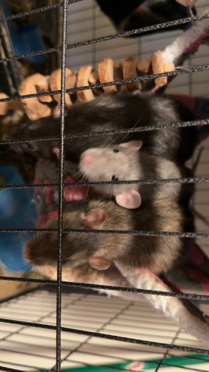 6 Female Pet Rats