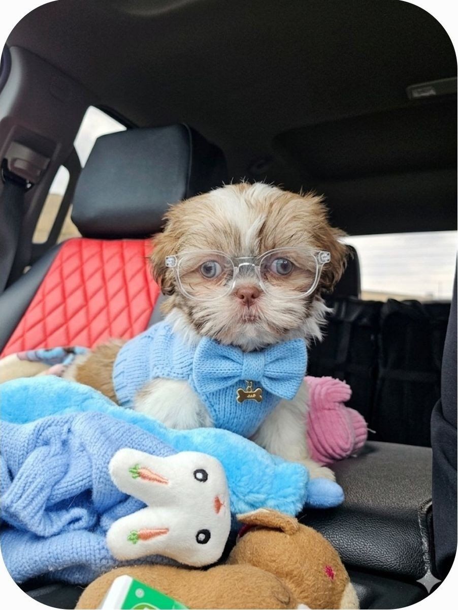 Imperial Shih tzu boy