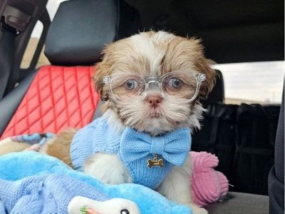Imperial Shih tzu boy