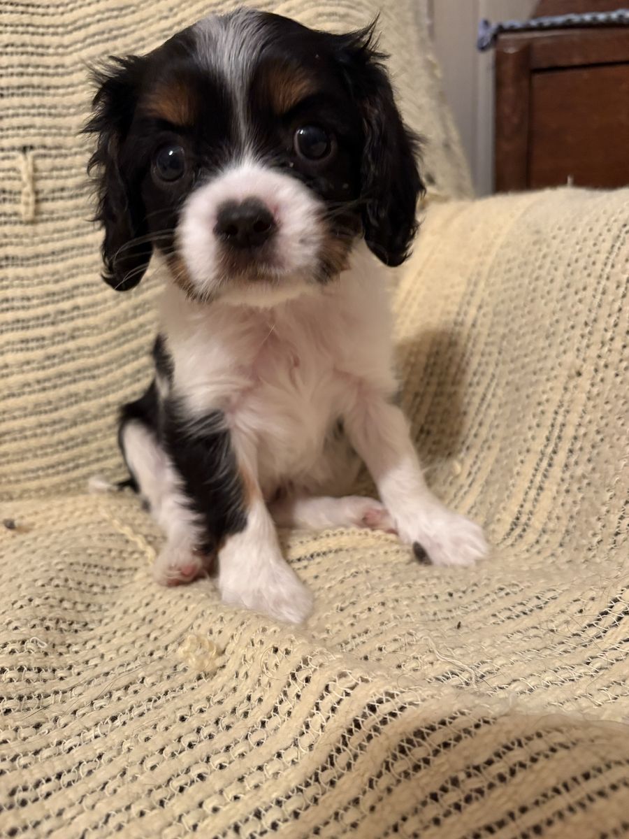 Cavalier King Charles Spaniel