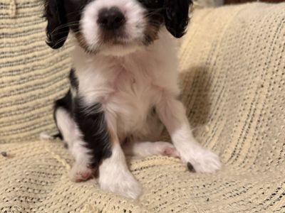 Cavalier King Charles Spaniel