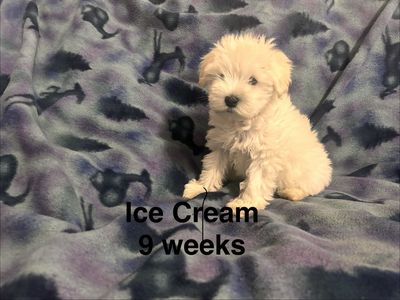 AKC Mini Schnauzer Puppies