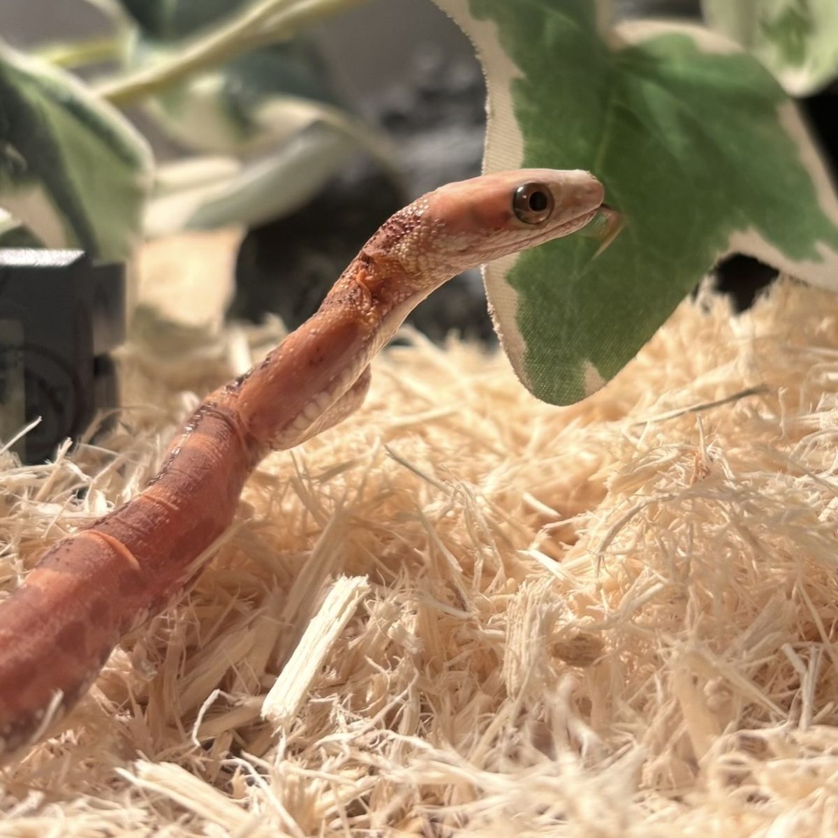 Scaleless Everglades Rat Snake