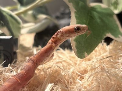 Scaleless Everglades Rat Snake