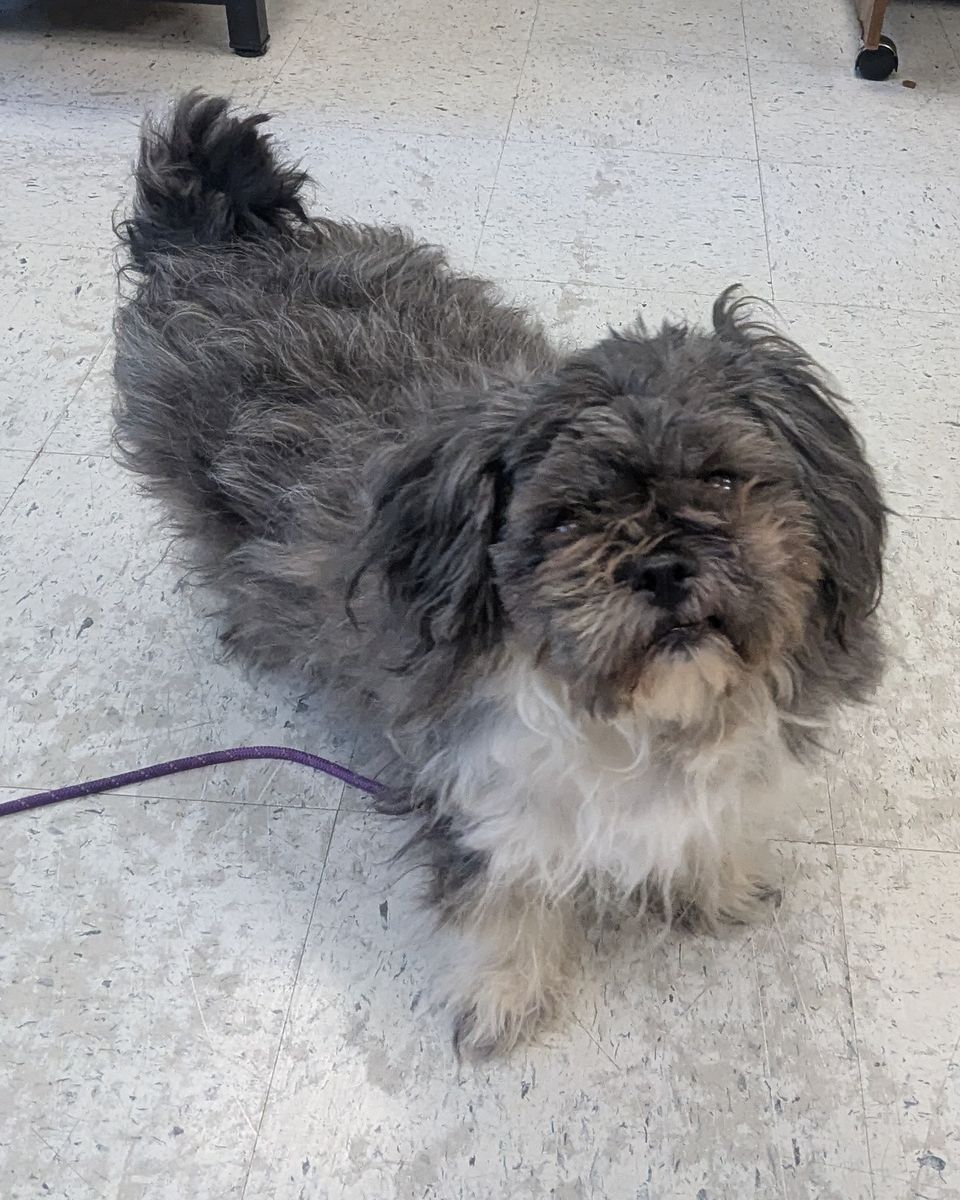 A162992 Rowena is Available for Adoption!