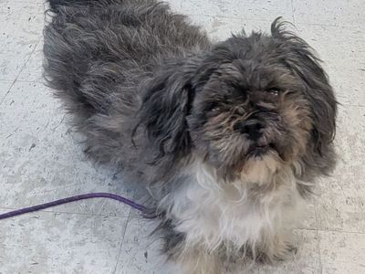 A162992 Rowena is Available for Adoption!
