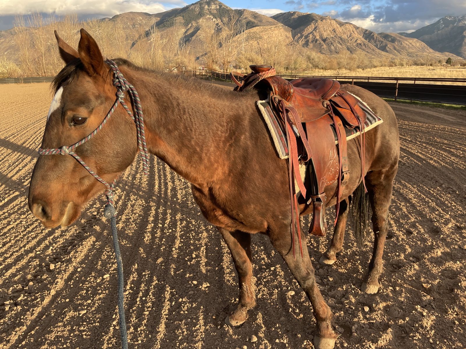 Horse Riding Lessons