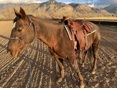 Horse Riding Lessons