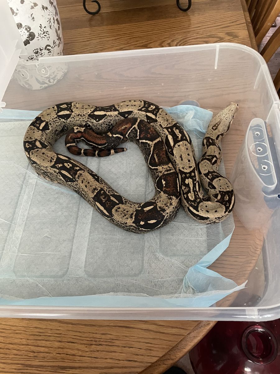 Red tail Boa