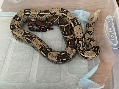 Red tail Boa