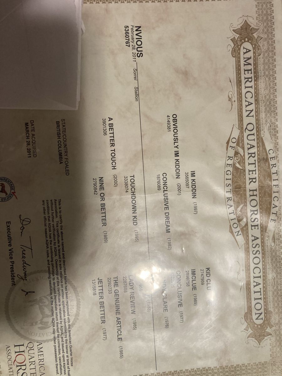 American Quarter Horse Mare - Nvious - AQHA Registered