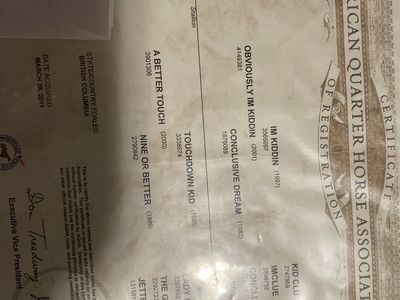 American Quarter Horse Mare - Nvious - AQHA Registered