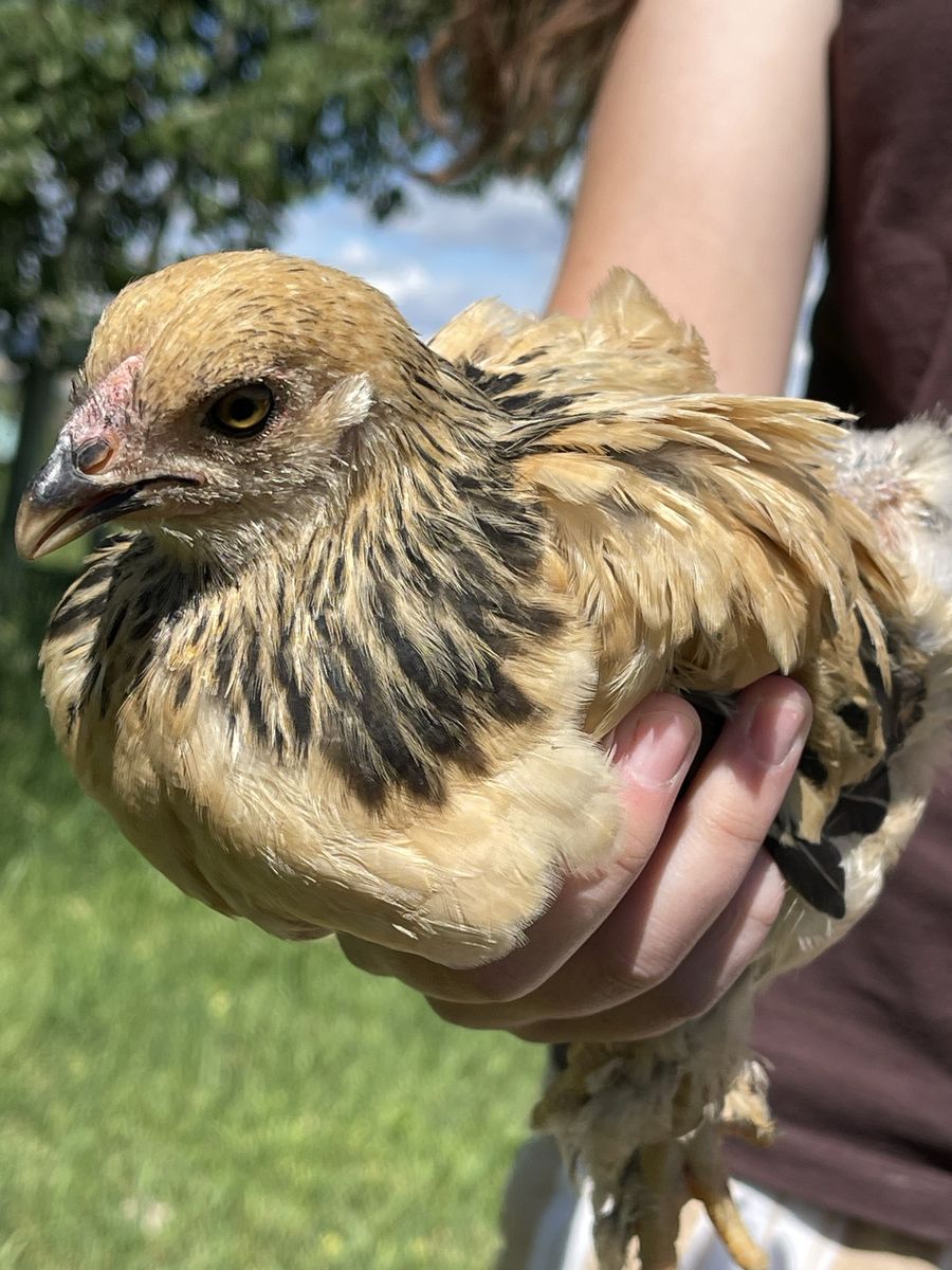 Bantam chicks