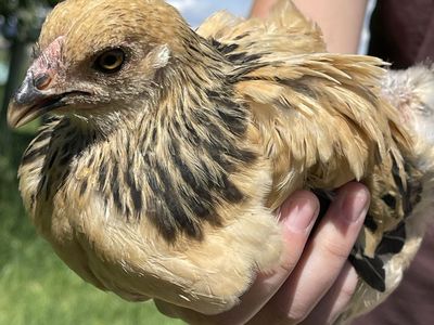 Bantam chicks