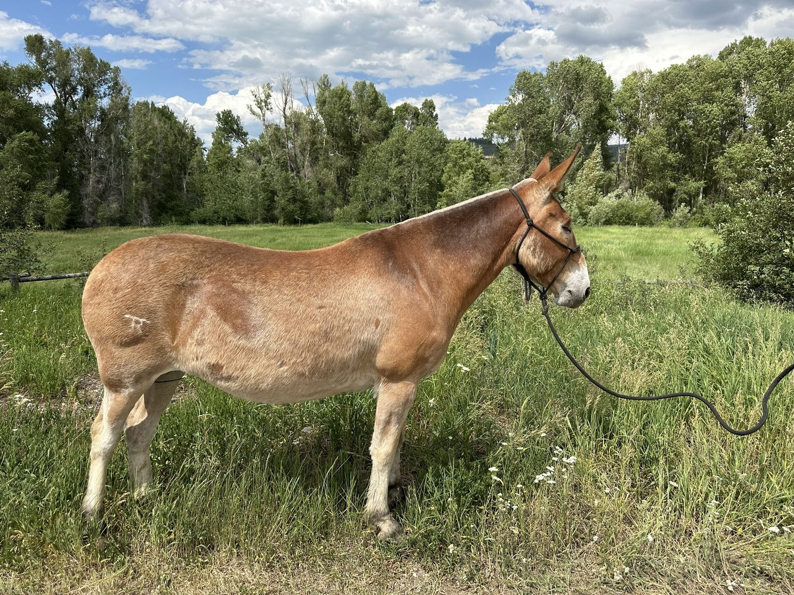 Mules