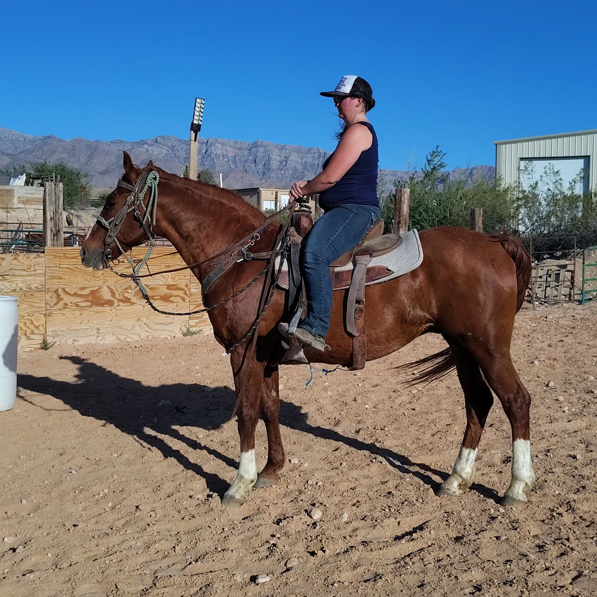 Ranch rodeo all Around gelding