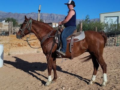 Ranch rodeo all Around gelding