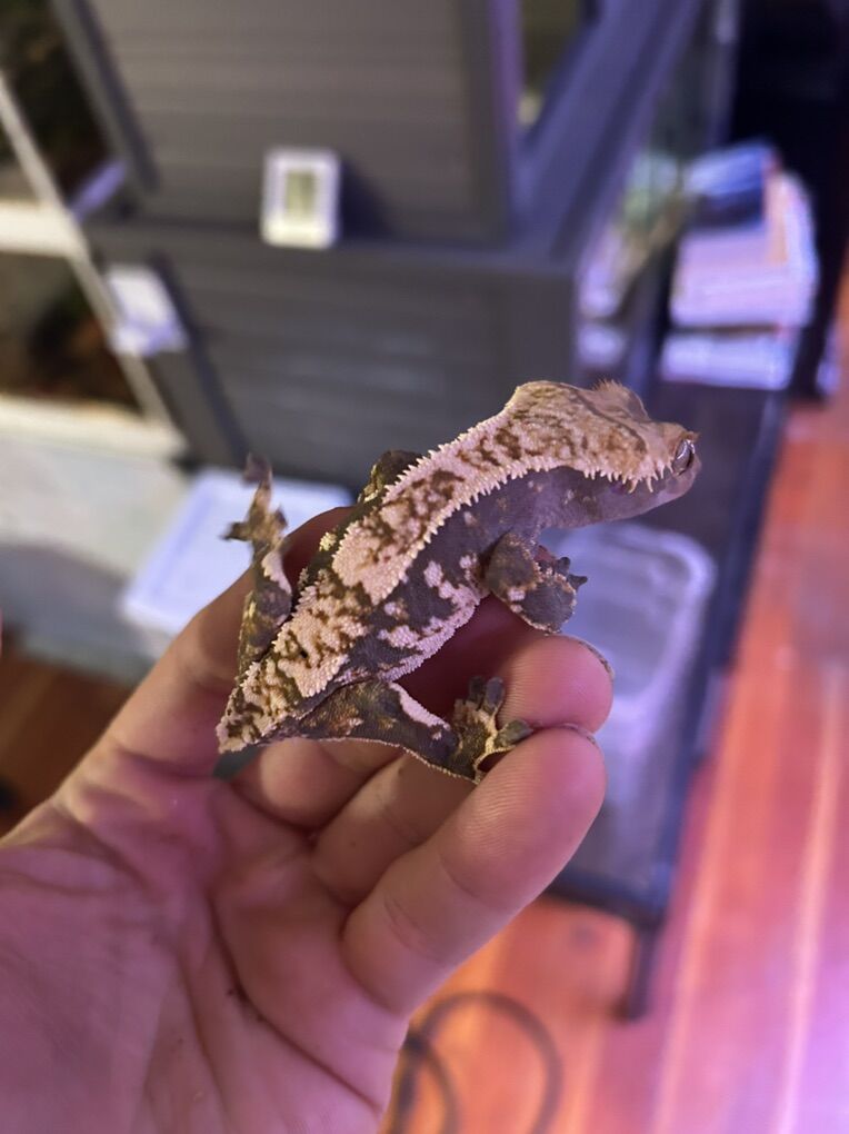 High Contrast Lavender Crested Gecko
