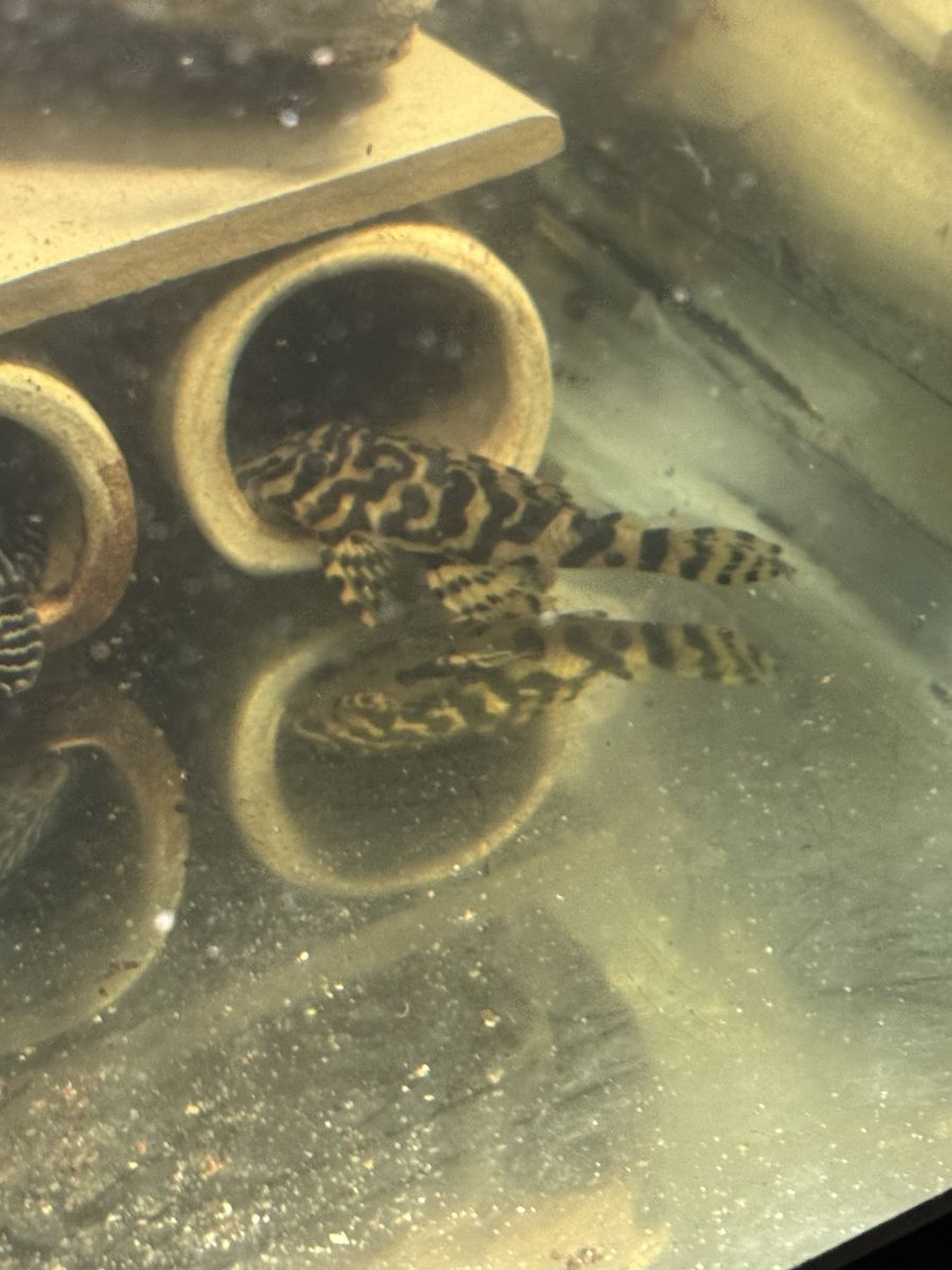 three L134 Leopard Frog Plecos