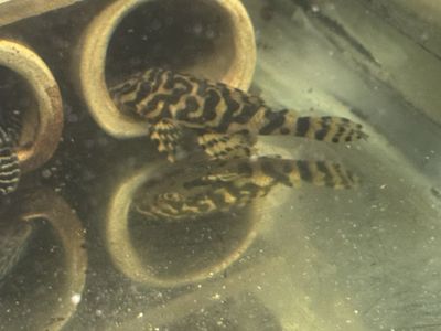 three L134 Leopard Frog Plecos
