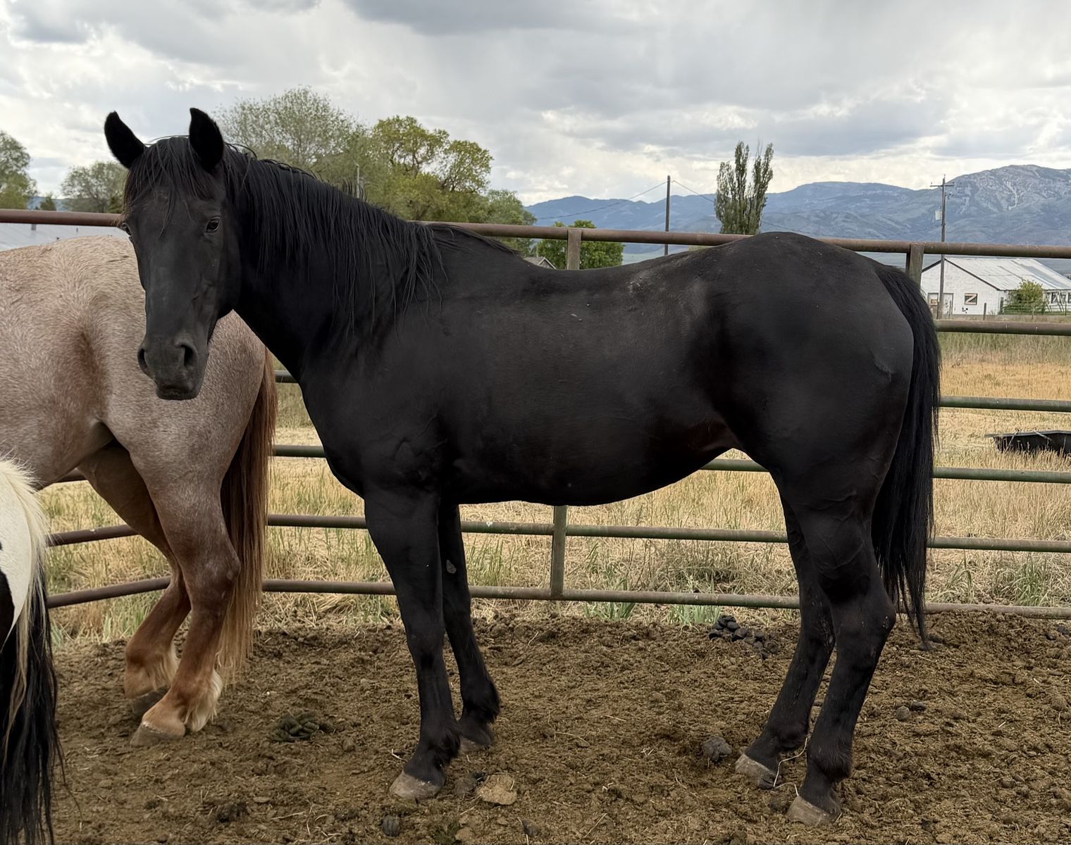 Black Mare