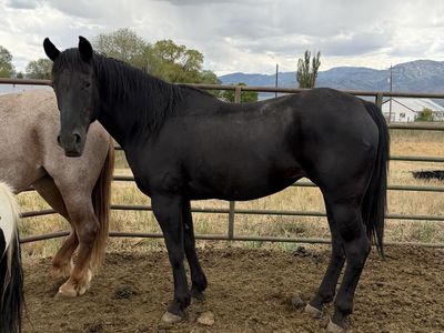 Black Mare