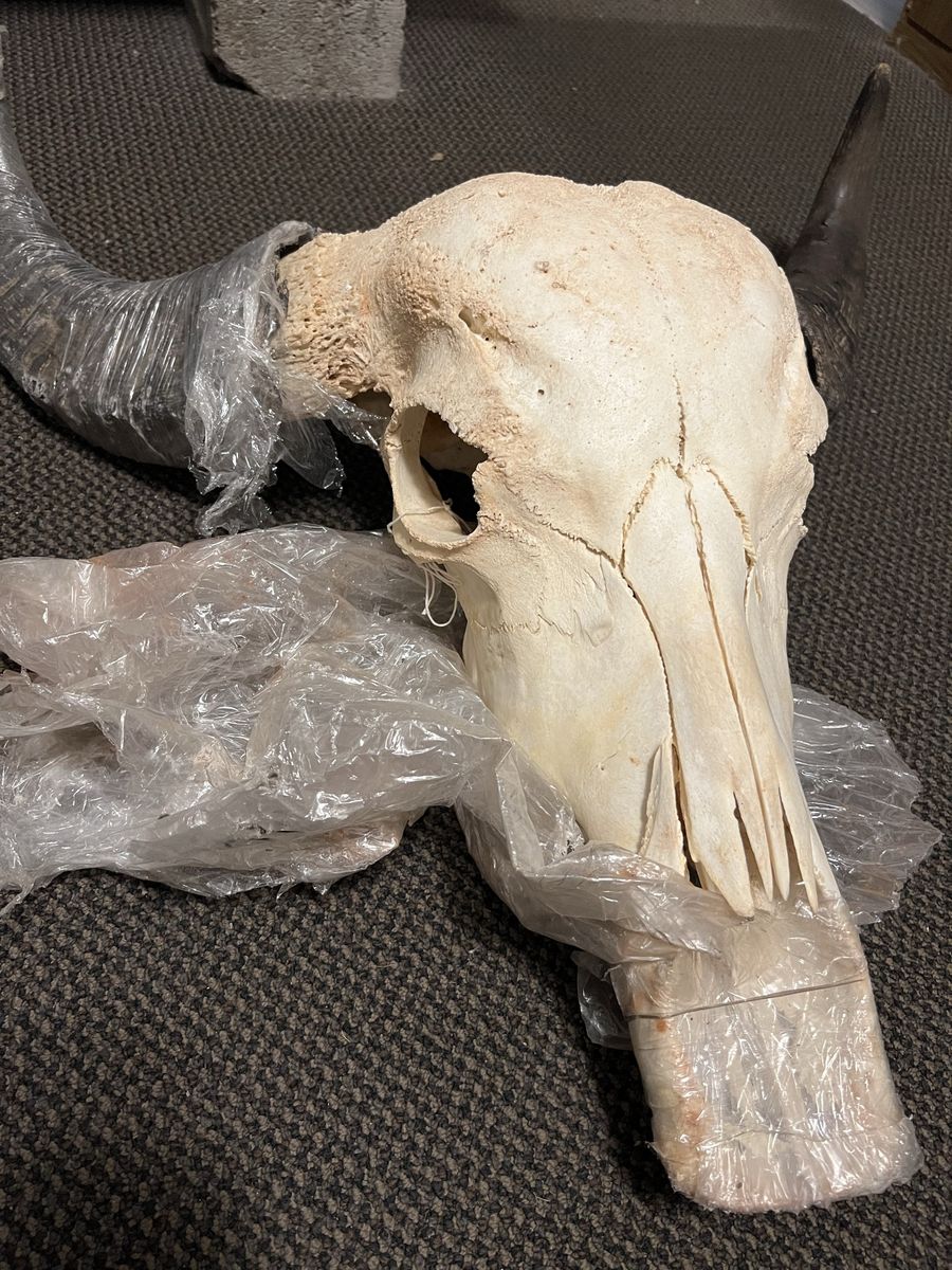Buffalo Skull with Horns - Natural Bone Decoration/Collectable