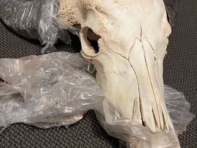 Buffalo Skull with Horns - Natural Bone Decoration/Collectable