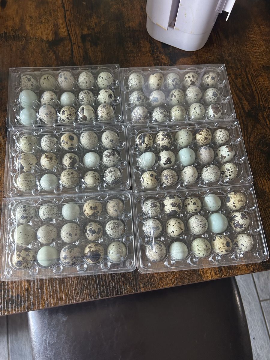 Coturnix quail eggs