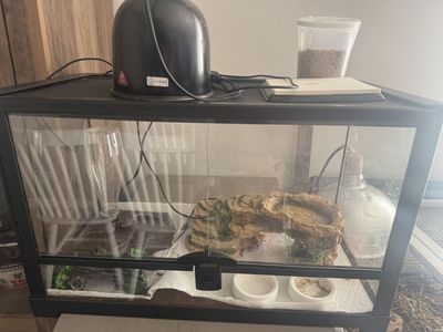 Leopard Gecko and Tank