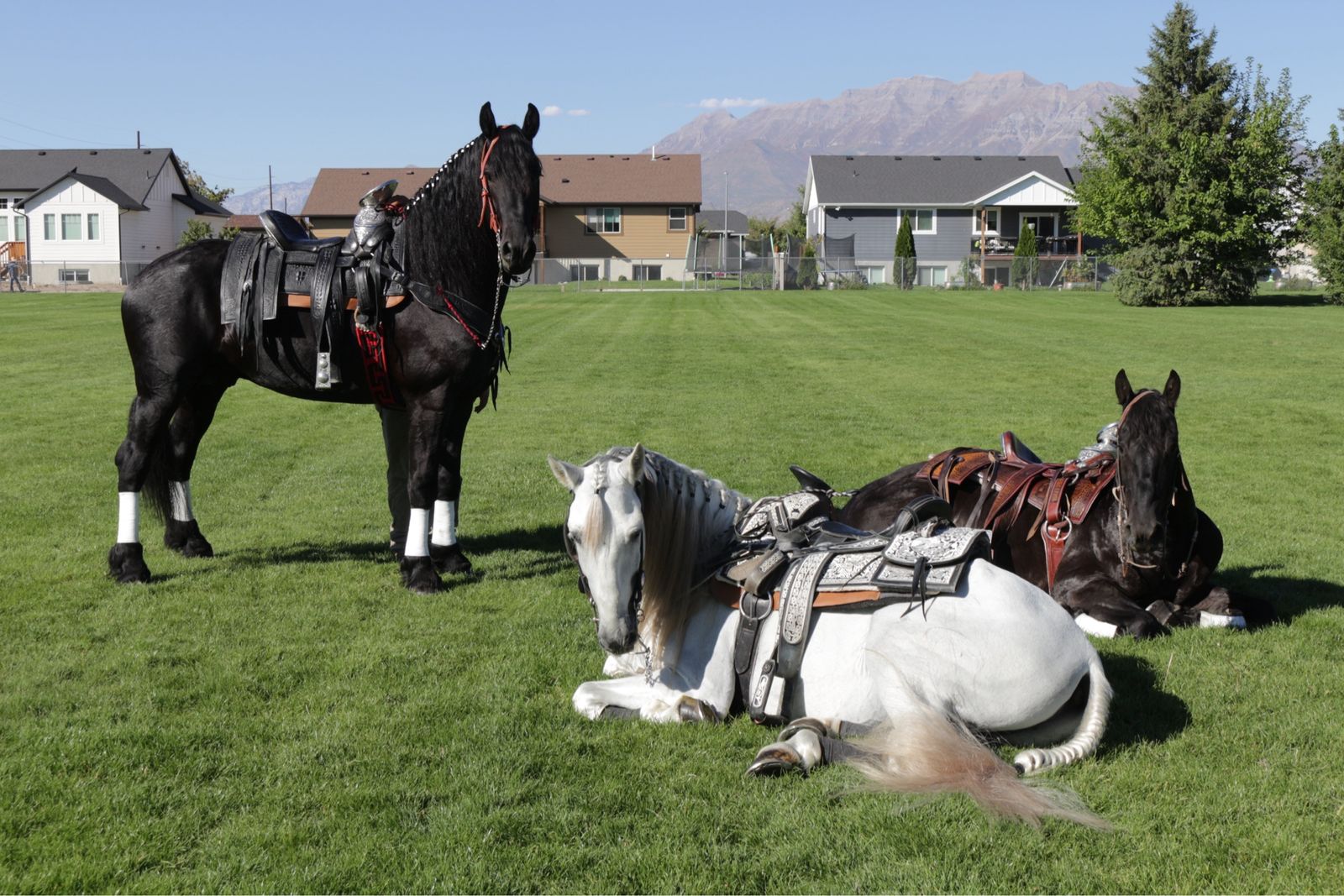 Andalusian great conformation stallion
