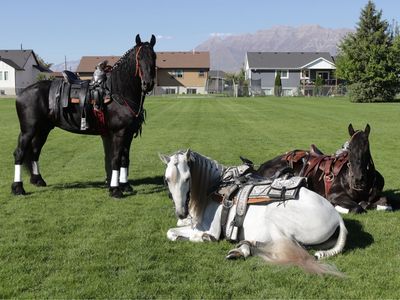 Andalusian great conformation stallion