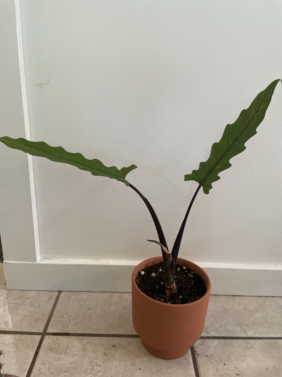 Alocasia Lauterbachiana