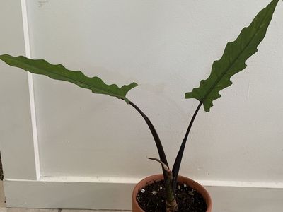 Alocasia Lauterbachiana