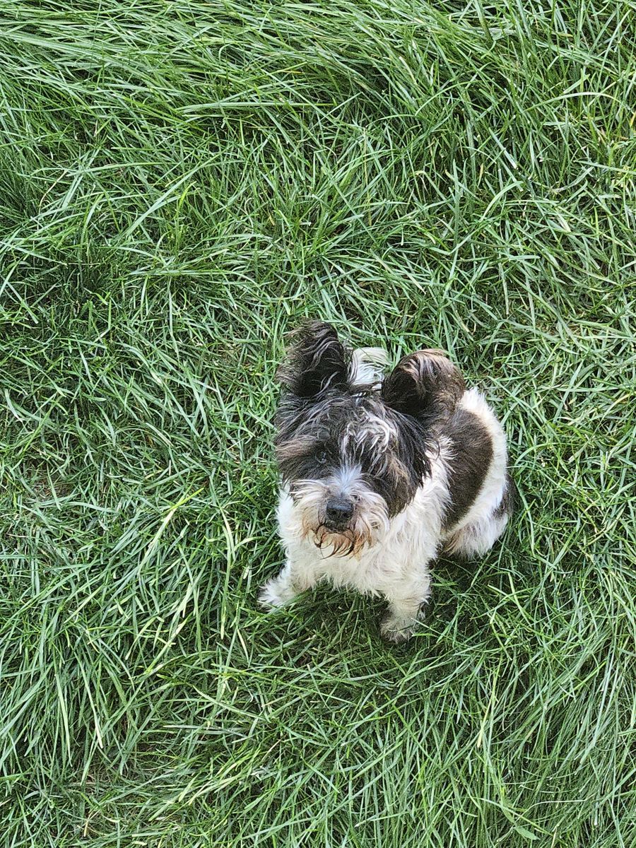 Adorable Mini Schnauzer