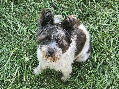 Adorable Mini Schnauzer