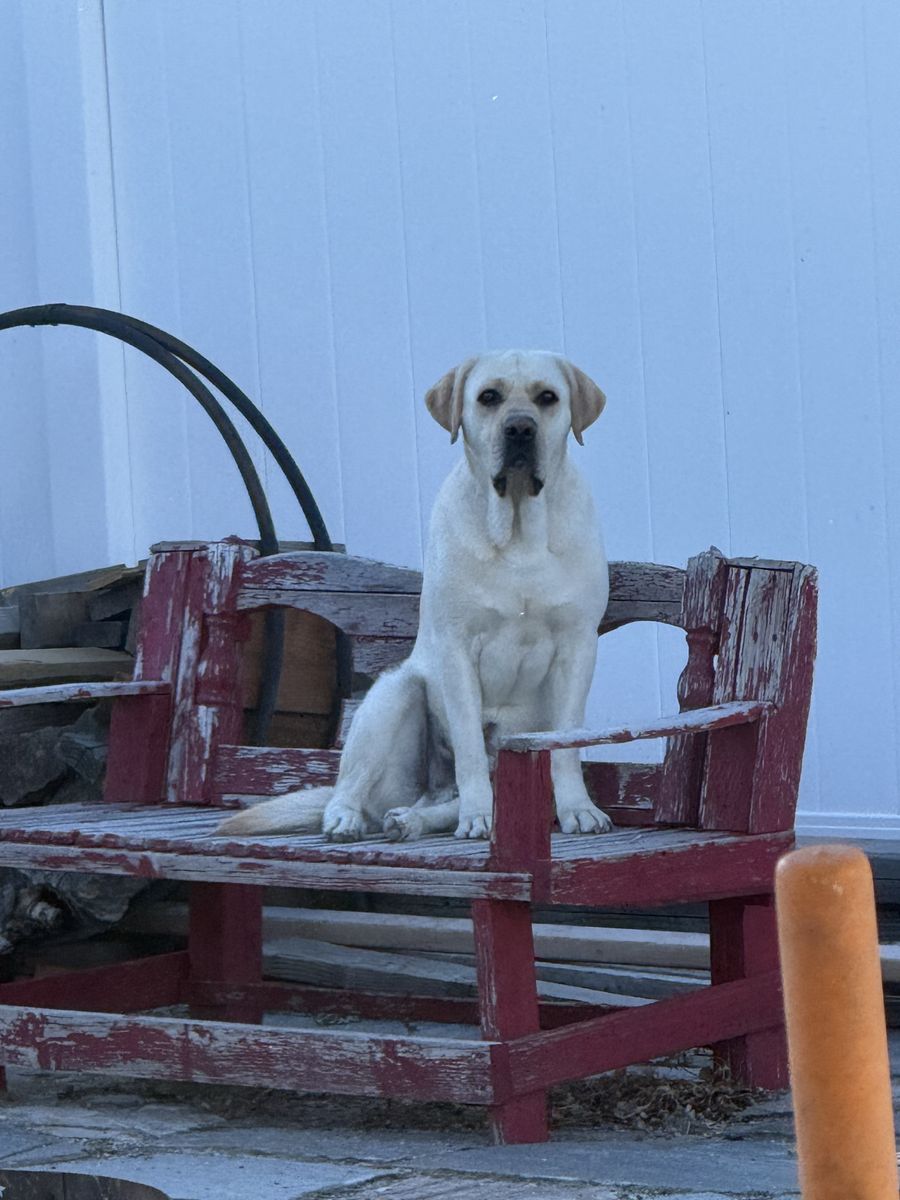 STUD English Cream Labrador Retriever