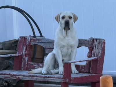 STUD English Cream Labrador Retriever