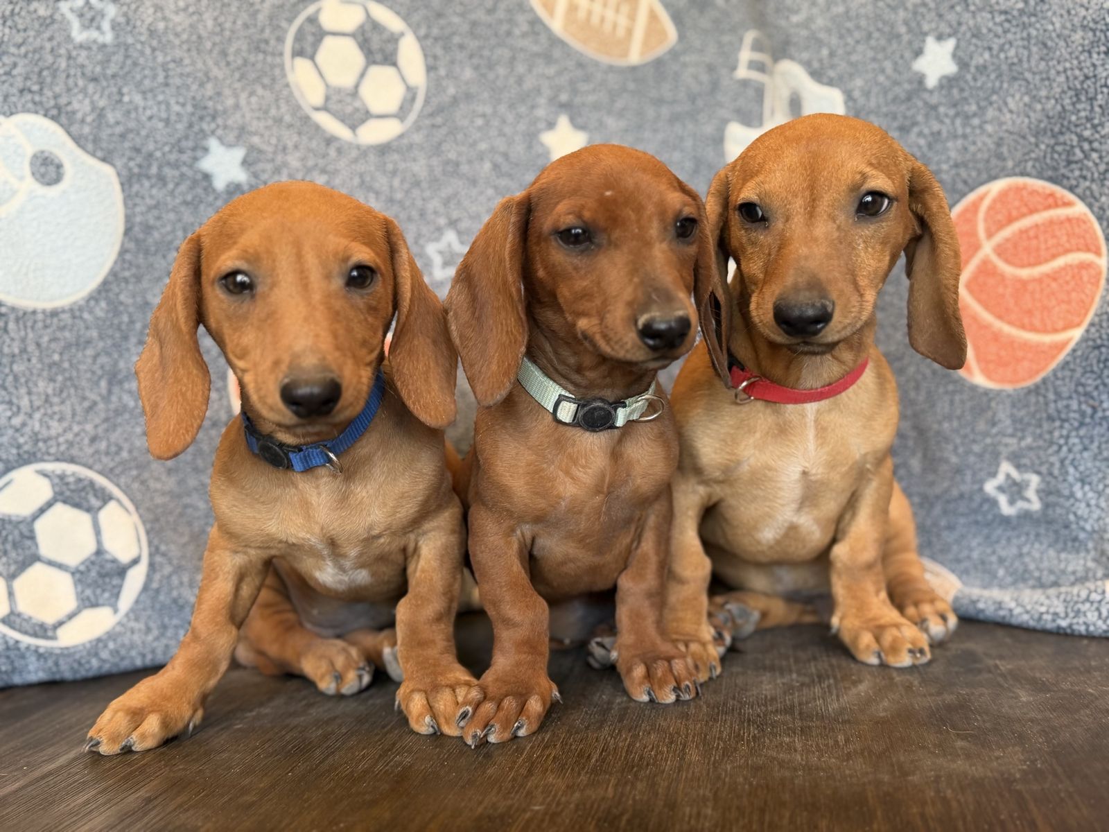 Dachshund puppies