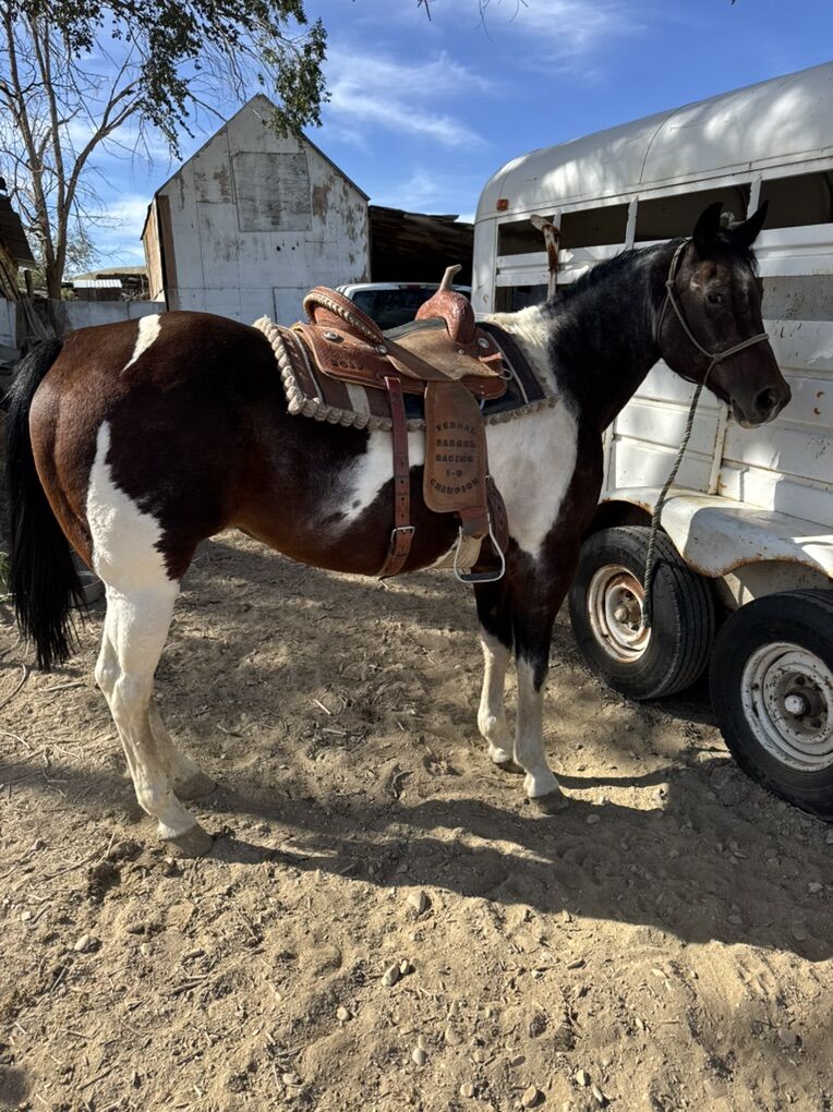APHA mare
