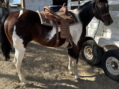 APHA mare