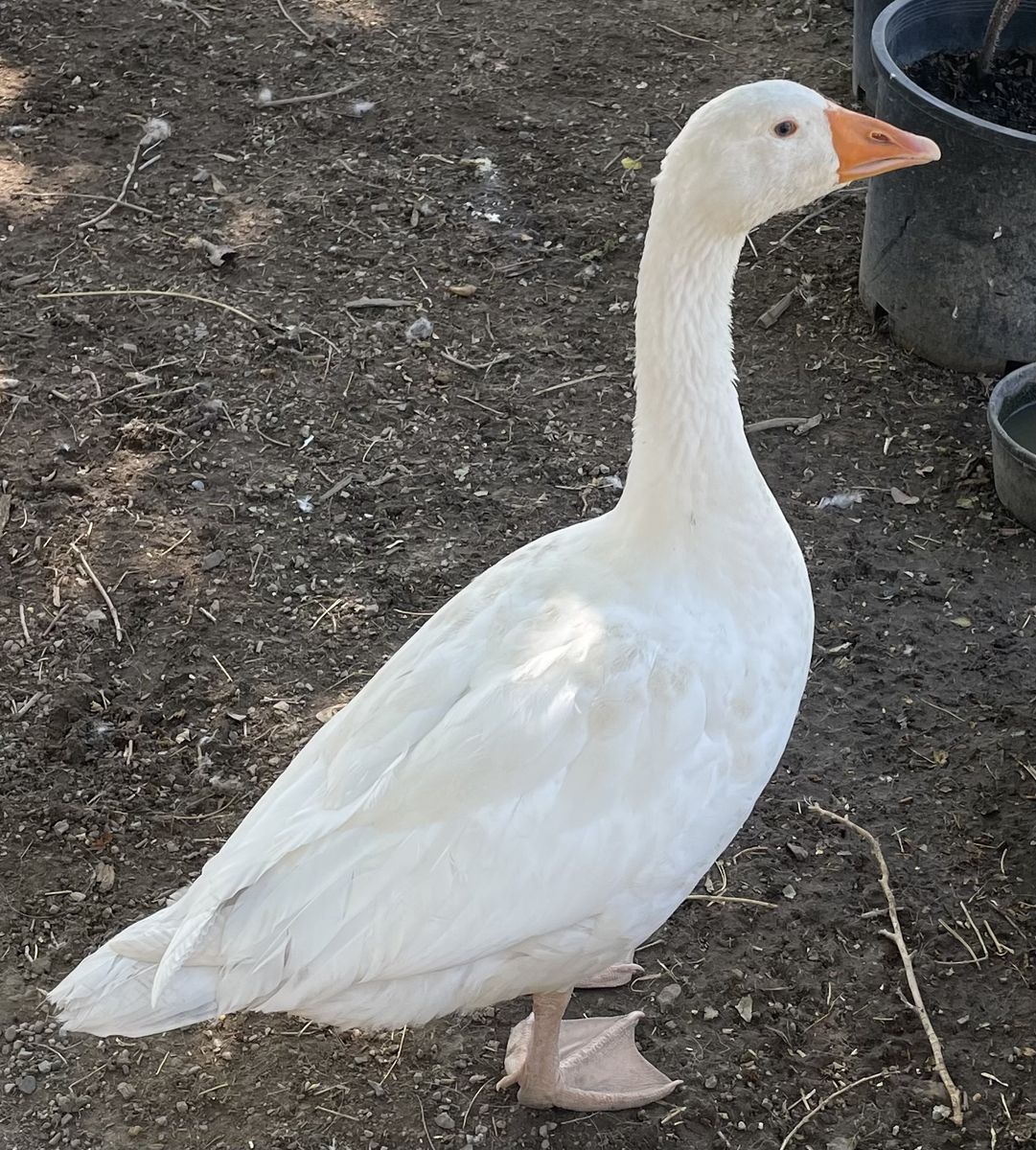 Emden Goose 3-4 Months Old