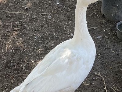 Emden Goose 3-4 Months Old