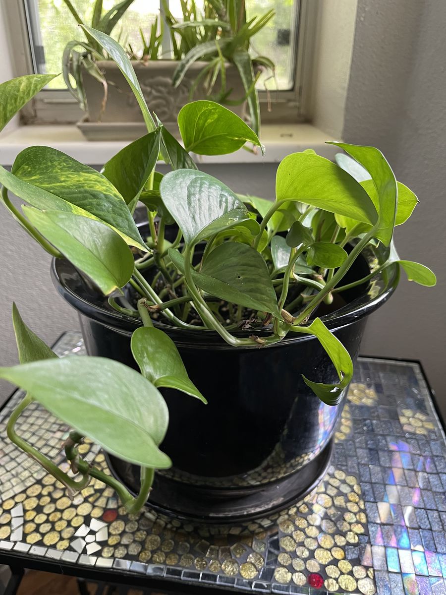 Pothos Plant in Black Ceramic pot with built in tray.