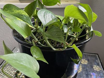 Pothos Plant in Black Ceramic pot with built in tray.