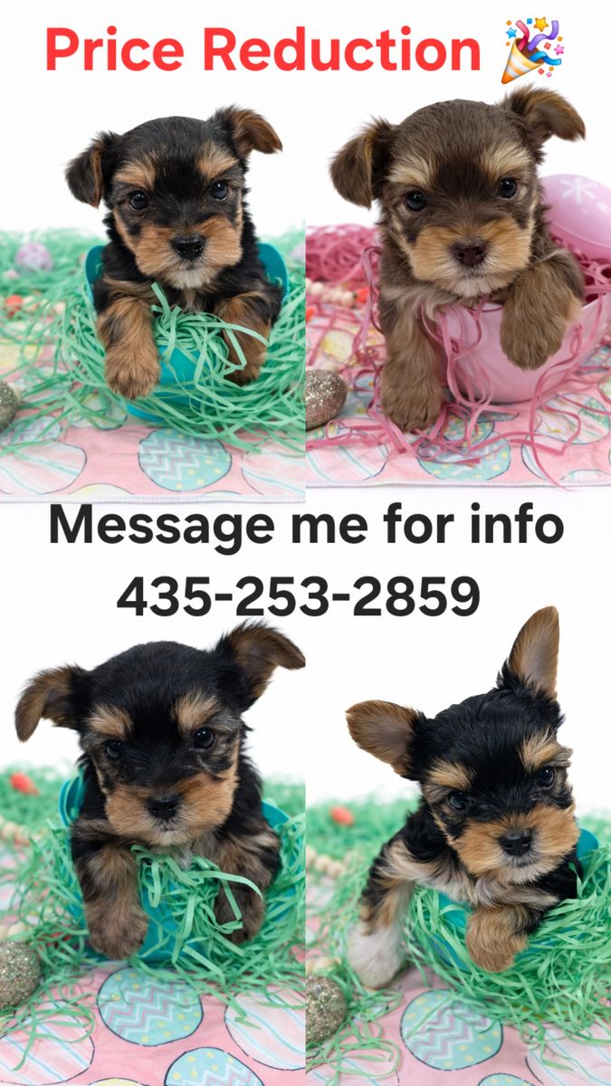 Yorkie Yorkshire Terrier