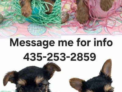 Yorkie Yorkshire Terrier