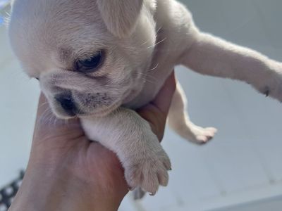 pugs