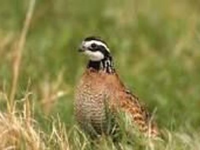 Bobwhite Quail