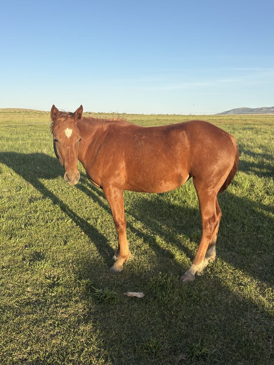 AQHA Yearling Filly